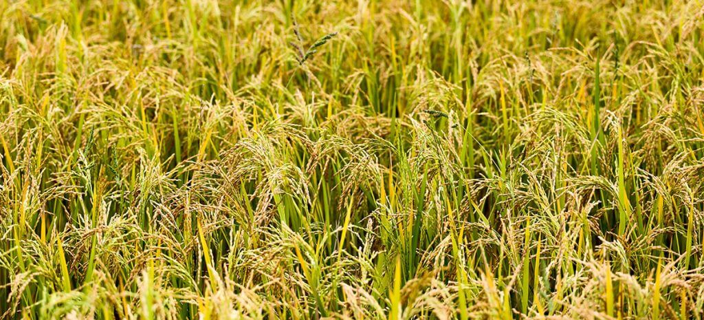 Arroz- Laboratorio de granos y semillas- BAGSA